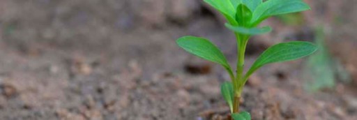 Planta en el suelo