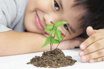 Niño observanso una plantica recien sembrada